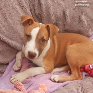 A brown and white puppy lying on a purple blanket.