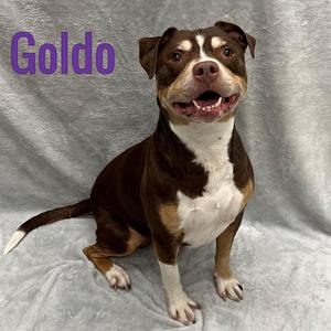 Goldo, Mixed Breed, senior, available for adoption