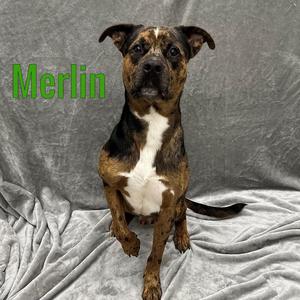 King, Catahoula Leopard Dog, adult, available for adoption