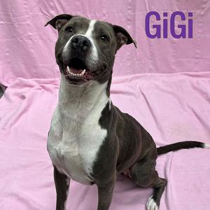Gigi, Pit Bull Terrier, adult, available for adoption