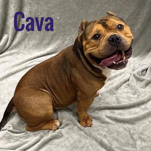 Cava, American Bully, adult, available for adoption