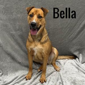 Bella, Mixed Breed, adult, available for adoption