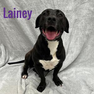 Lainey, Labrador Retriever, adult, available for adoption