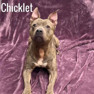 A brown and white dog with pointed ears sitting on a purple velvet blanket. The dog is looking directly at the camera with a calm expression. The name "Chicklet" is written in white text in the top left corner of the image.