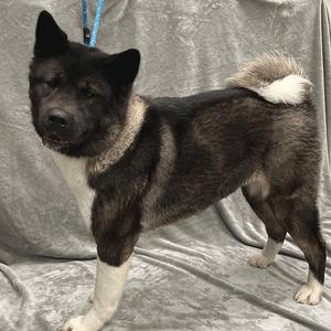 An Akita dog standing on a gray fabric background, with a black and white coat, a curled tail, and a blue leash attached to its collar.