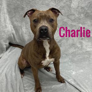 Charlie, Mixed Breed, adult, available for adoption