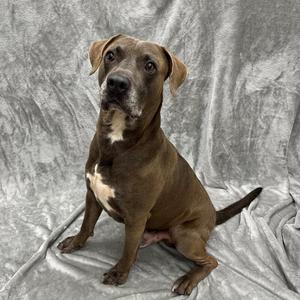 Handsome, Mixed Breed, senior, available for adoption