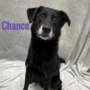 Chance, Labrador Retriever, adult, available for adoption