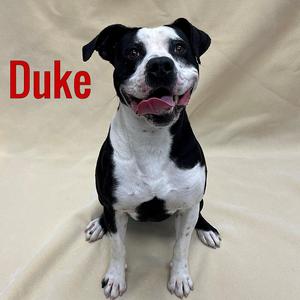 Duke, Mixed Breed, young, available for adoption