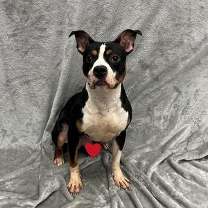 A black and white dog with brown markings on its face and paws, sitting on a gray blanket with a red heart-shaped object in front of it.
