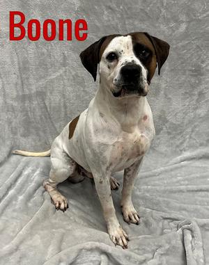 A white dog with brown patches, sitting on a gray blanket. The dog has a black nose and dark eyes. The name 'Boone' is written in red text at the top left corner of the image.