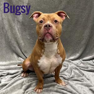 Bugsy, Pit Bull Terrier, adult, available for adoption