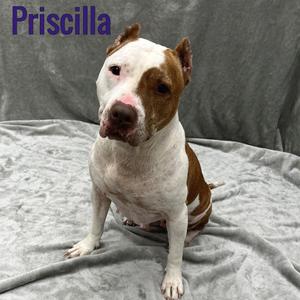 Priscilla, Pit Bull Terrier, senior, available for adoption