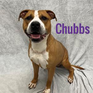 Chubbs, Mixed Breed, adult, available for adoption