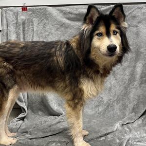 Jackson, Husky, senior, available for adoption