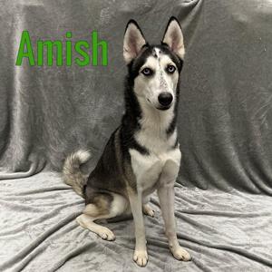 A black and white husky dog sitting on a gray blanket with the name "Amish" written in green text above it.