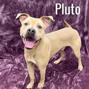 Pluto, Mixed Breed, young, available for adoption
