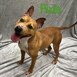 Pixie, Mixed Breed, adult, available for adoption