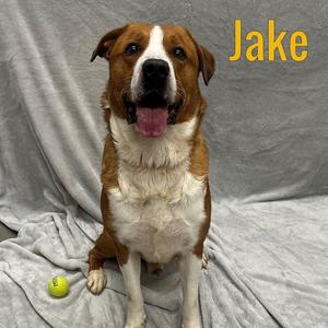 Jake, Shepherd / Hound, adult, available for adoption