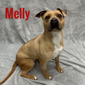 Melly, Mixed Breed, adult, available for adoption