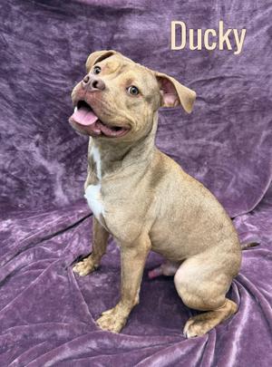 A brown dog named Ducky sitting on a purple blanket