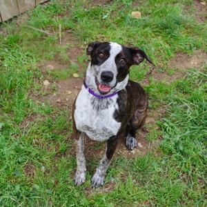 GEORGIA, Cattle Dog, young, available for adoption