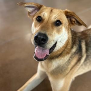 CLOVER, Mixed Breed (Large), young, available for adoption