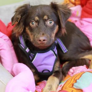 AUTUMN, Shepherd, Australian, adult, available for adoption