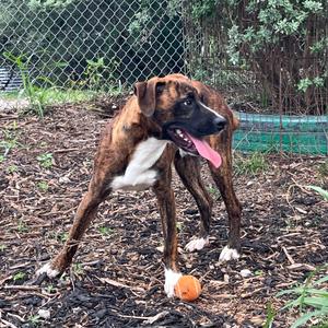 BUTCH, Boxer, young, available for adoption