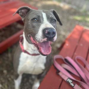 APPA, Terrier, American Pit Bull, senior, available for adoption