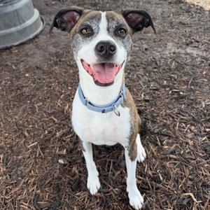 KAILEY, Boxer, adult, available for adoption
