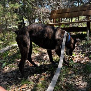 HAZE, Boxer, senior, available for adoption