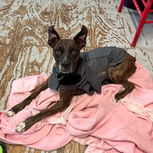 HAZE, Boxer, senior, available for adoption