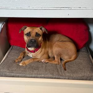 LED ZEPPELIN, Boxer, adult, available for adoption