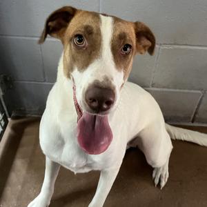 DAPHNE, Shepherd, young, available for adoption