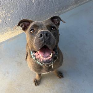 A brown dog looking up at the camera with its mouth open.