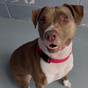 BONNY, Mixed Breed (Medium), adult, available for adoption