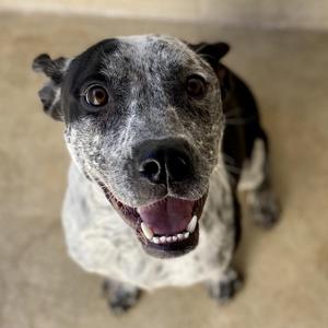 BAILEY, Cattle Dog, Australian (Blue Heeler), adult, available for adoption