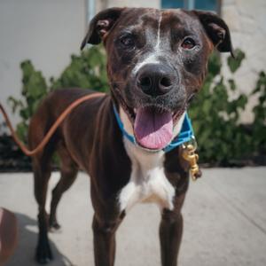 JUNIPER, Terrier, American Pit Bull, young, available for adoption