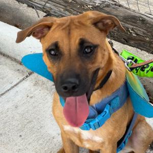 HONEY, Boxer, young, available for adoption