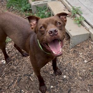 CAPTAIN CRUNCH, Retriever, Chocolate Labrador, senior, available for adoption
