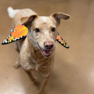 A dog wearing butterfly wings