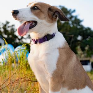 MAYA, Collie, Smooth, young, available for adoption
