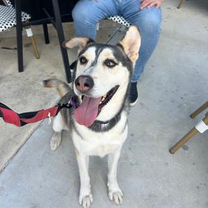 BINDI, Husky, Alaskan, adult, available for adoption