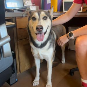 BINDI, Husky, Alaskan, adult, available for adoption