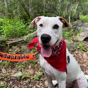 CHIQUIS, Mixed Breed (Medium), young, available for adoption