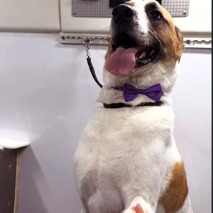 DEXTER, Mixed Breed (Medium), adult, available for adoption