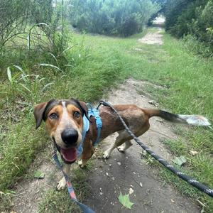KENY, Terrier, American Staffordshire, adult, available for adoption