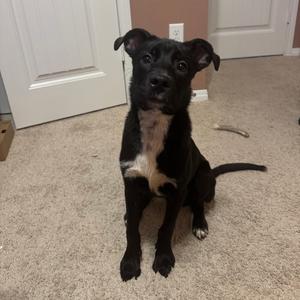 LEONARDO, Retriever, Black Labrador, puppy, available for adoption