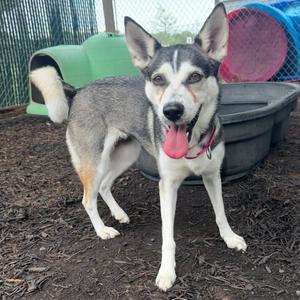 ANNA, Husky, Siberian, adult, available for adoption
